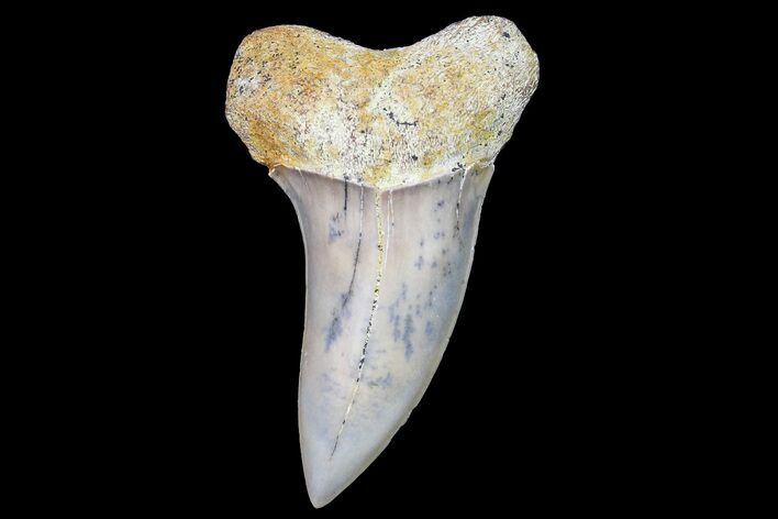 Fossil Shark Tooth (Carcharodon planus) - Bakersfield, CA #178353